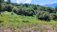 ۵۰ هزار هکتار از جنگل‌های هیرکانی گیلان ثبت جهانی شد