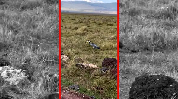 فیلم شکار مار توسط حواصیل