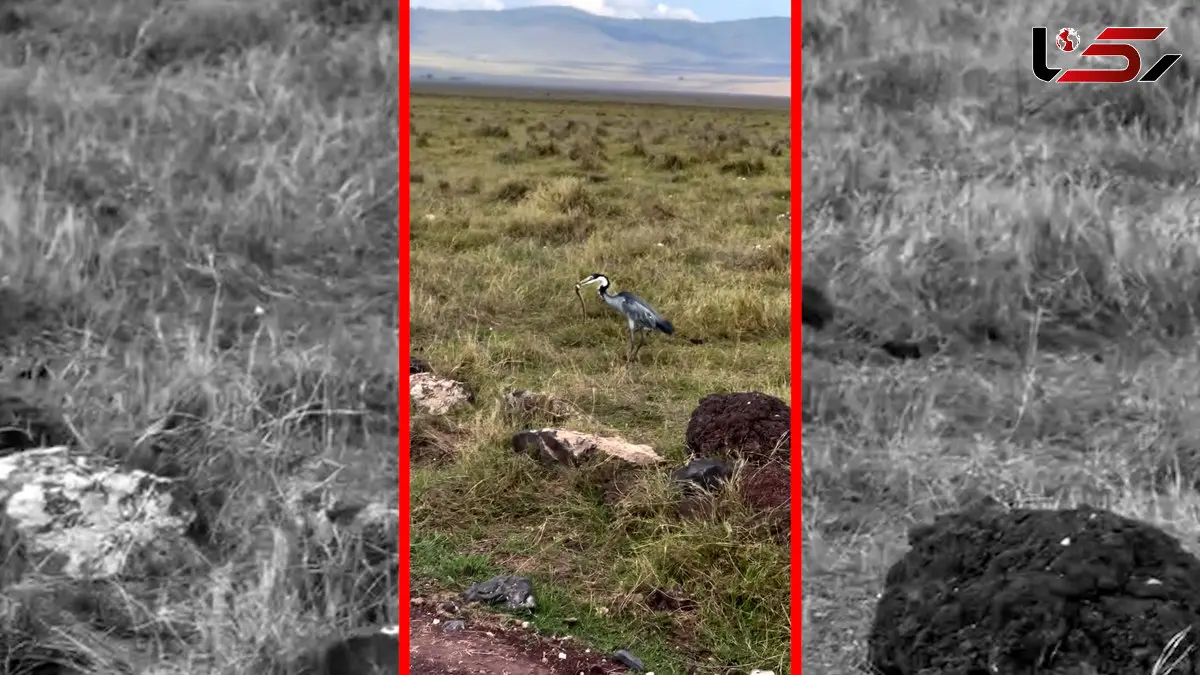 فیلم شکار مار توسط حواصیل