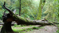 شناسایی عامل قطع درخت در جنگل ایزدشهر