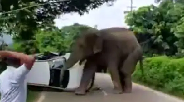 فیلم لحظه حمله فیل وحشی به یک خودرو در هند