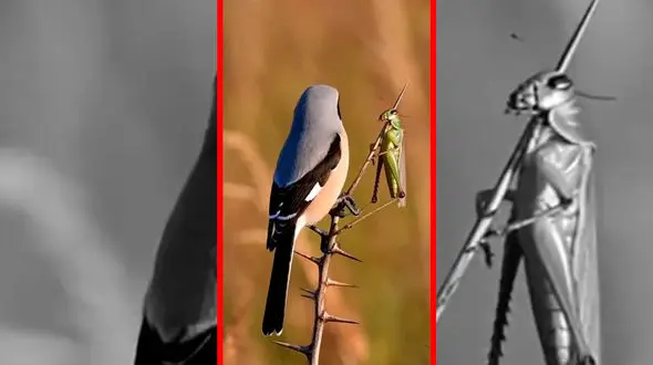 فیلم روش عجیب شکار سنگ چشم تورانی