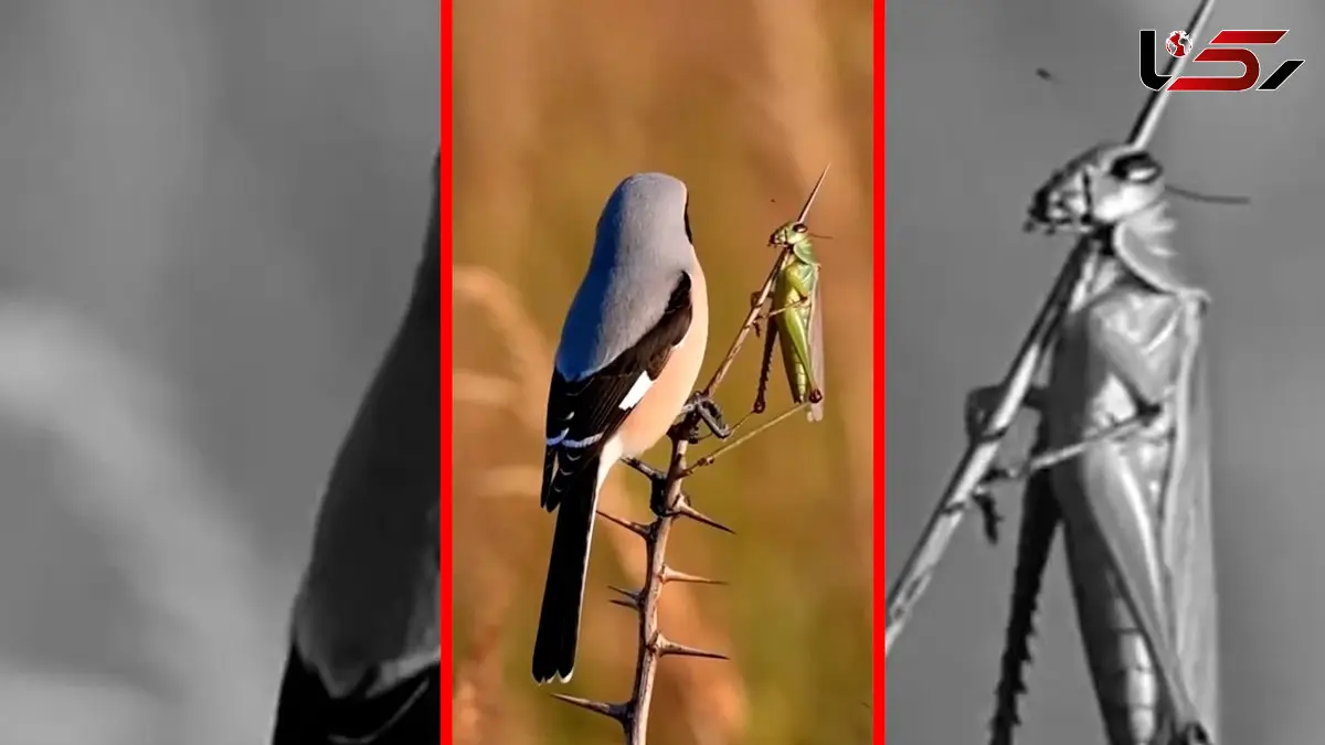 فیلم روش عجیب شکار سنگ چشم تورانی