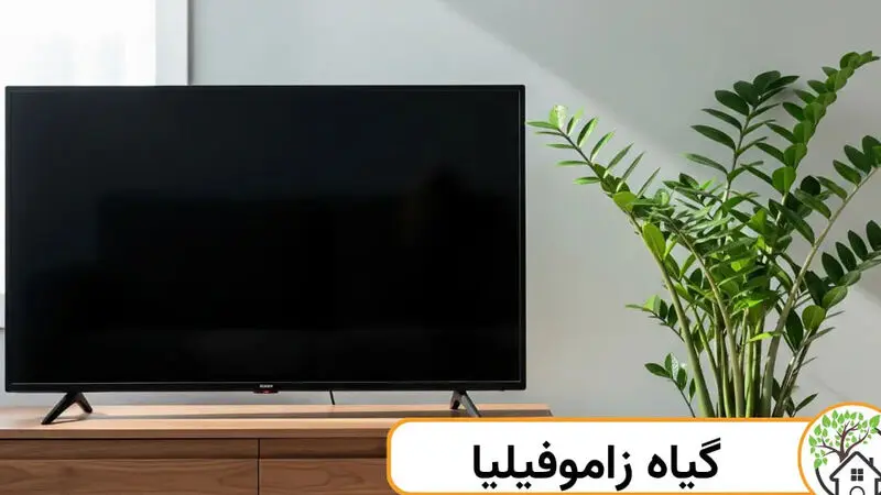 زاموفیلیا
