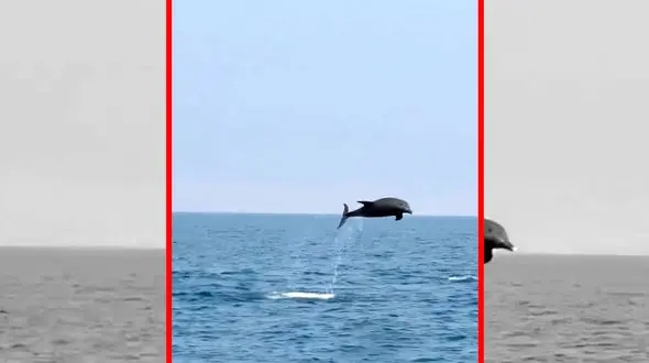 فیلم دلفین های شاد و پرانرژی جزیره هنگام