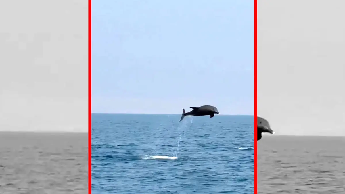 فیلم دلفین های شاد و پرانرژی جزیره هنگام