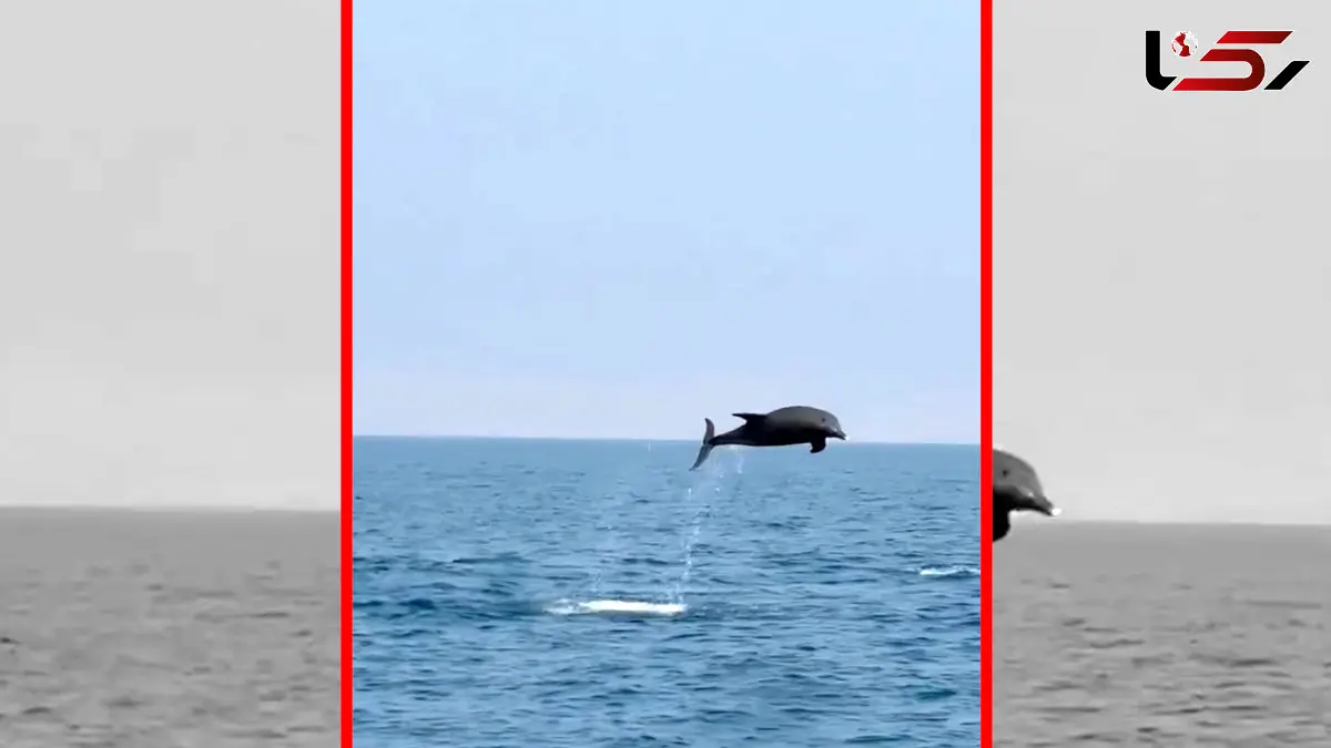 فیلم دلفین های شاد و پرانرژی جزیره هنگام