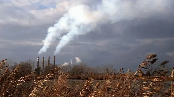 هیرکانی در آستانه نابودی؛ مازوت و آفات به جان بلوط؛ شمشاد و راش افتاده‌اند + فیلم