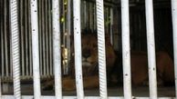 توسعه مراکز نگهداری از حیات وحش در تهران ممنوع شد