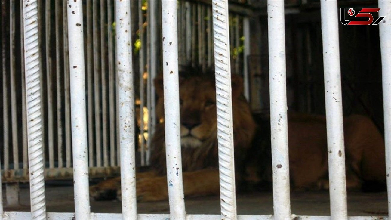 توسعه مراکز نگهداری از حیات وحش در تهران ممنوع شد