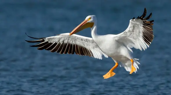 ببینید / جدال در طبعیت برای تصاحب غذا+ فیلم 