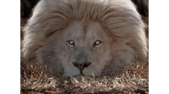 عکس های باشکوهترین شیر نر جهان ! / واقعا دیدنی