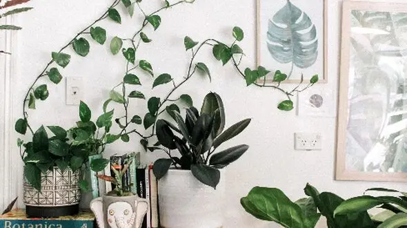 راهنمای انتخاب گیاهان فنگ شویی برای دکوراسیون منزل / عکس