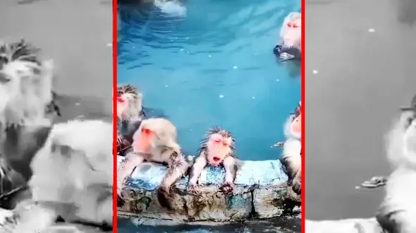 فیلم آرامش میمون ها در چشمه آب گرم