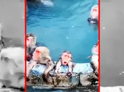 فیلم آرامش میمون ها در چشمه آب گرم