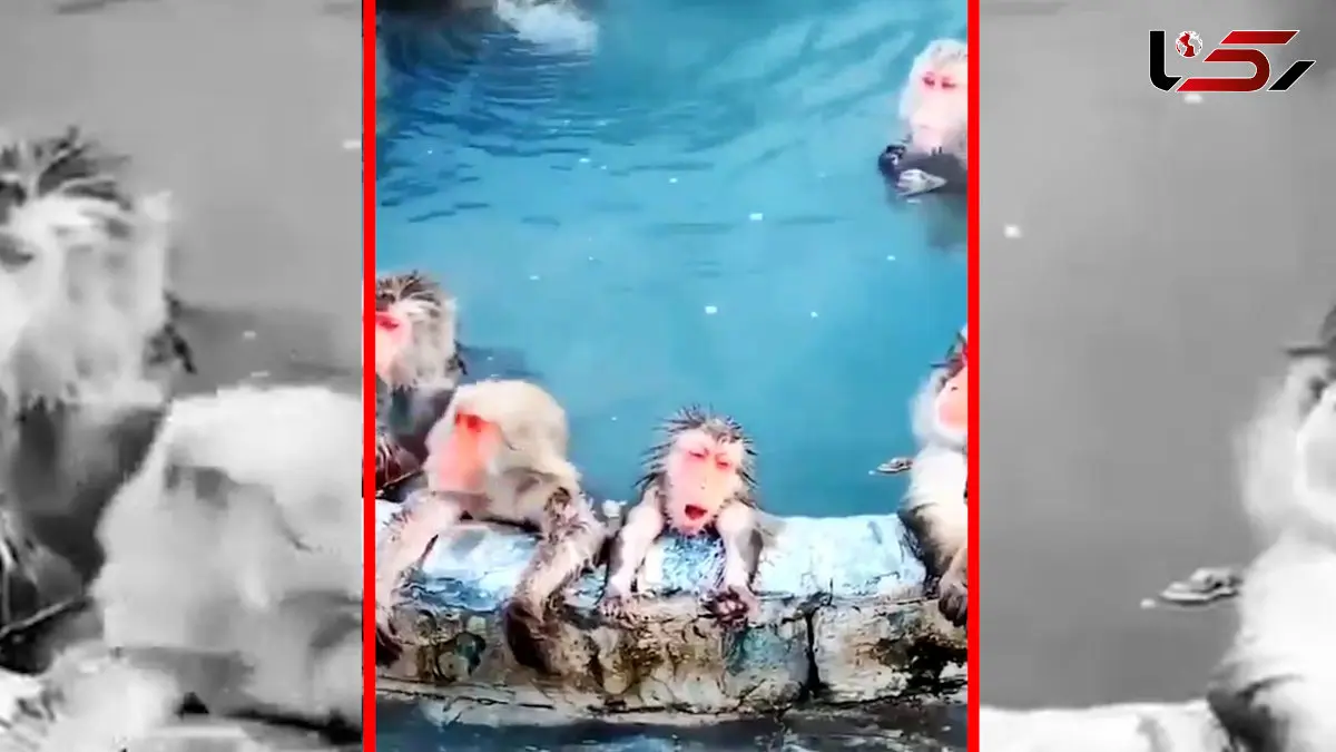 فیلم آرامش میمون ها در چشمه آب گرم