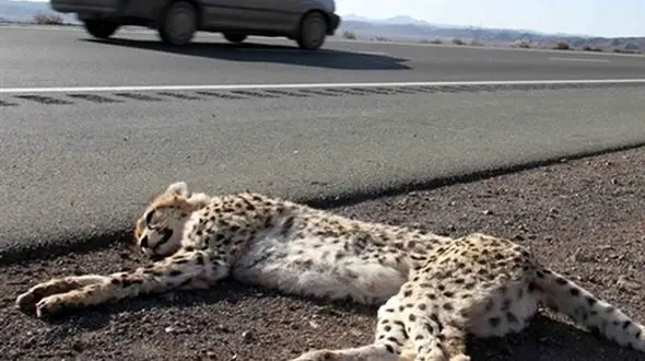 کارزار "درخواست گزارش علل اهمال در ایمن‌سازی جاده میامی" به 30 هزار امضا رسید