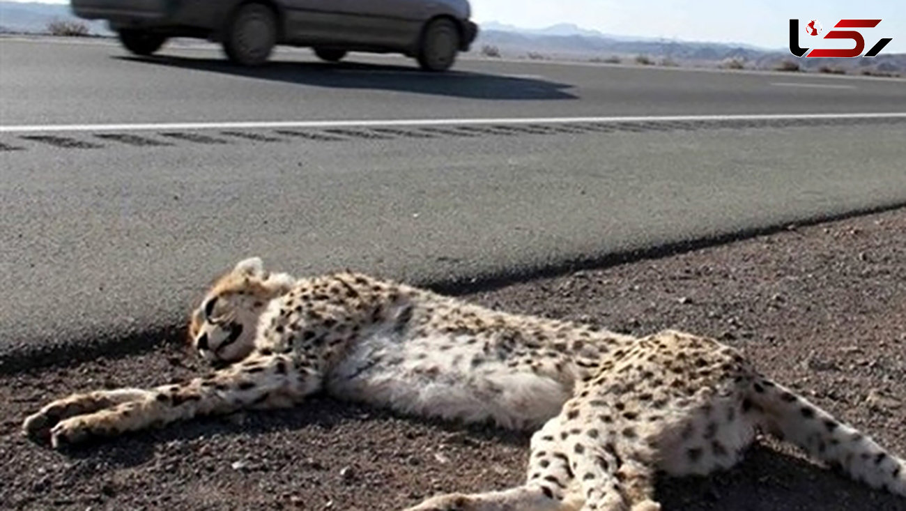 تصویب کاهش ۳۰ کیلومتری سرعت خودروها در جاده عباس‌آباد ـ میامی برای حفاظت از یوزپلنگ ایرانی
