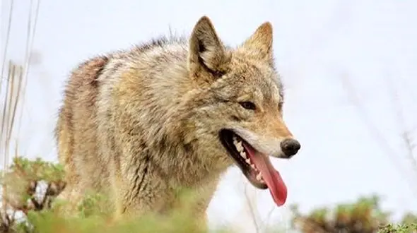 نبرد تن به تن گرگ با جوان ساوه ای / در دل سیاه شب رخ داد