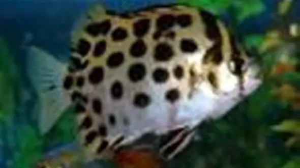 صادرات ماهی زینتی از محلات 64 درصد افزایش یافت