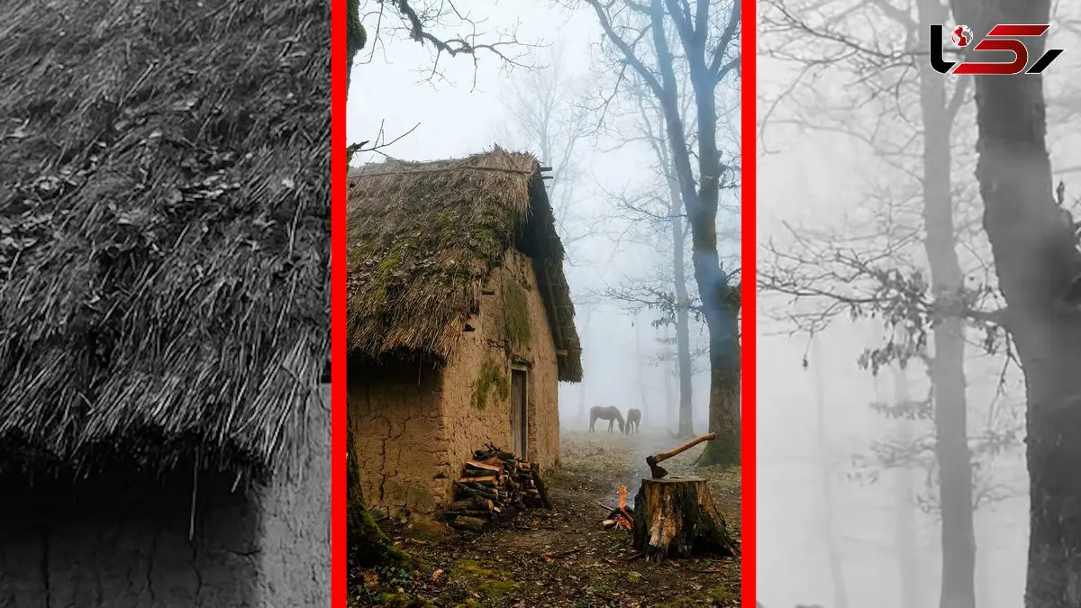 فیلم آوای طبیعت در دل جنگل های هیرکانی