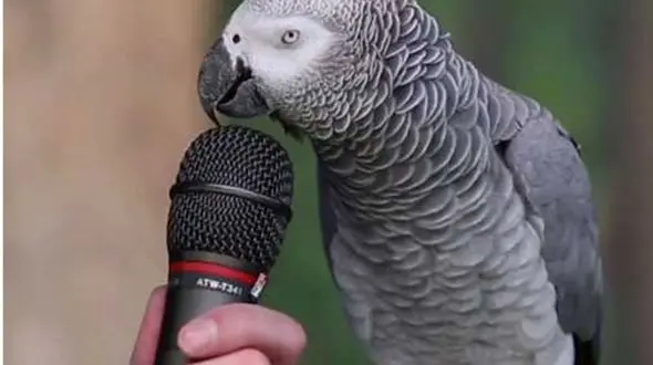 جنجال طوطی سخنگو در بهارستان + جزییات