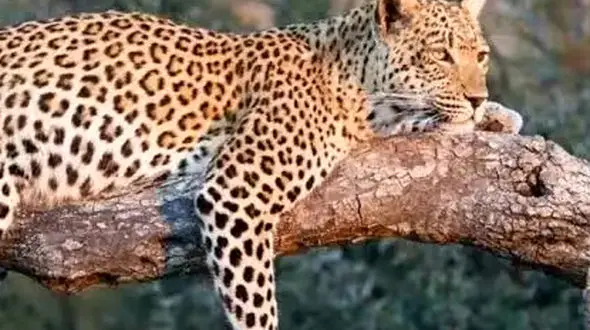 از درگیری بین دو پلنگ تا زیبایی گروهی از زرافه ها