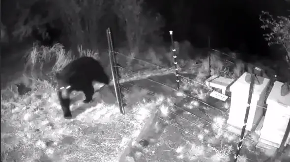 خرس عاشق عسل چه می کند؟ + فیلم