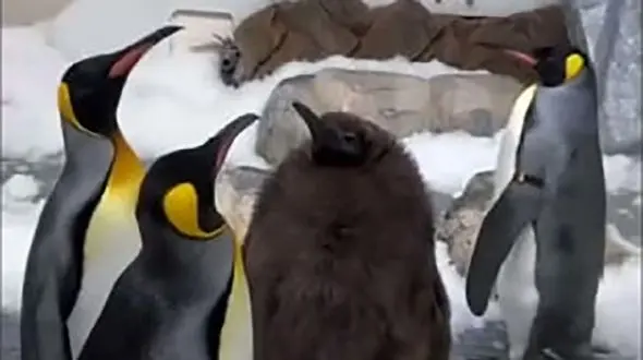 جوجه پنگوئنی که در شبکه های اجتماعی معروف شد + فیلم