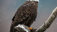 شکار و شکارچی در حیات وحش