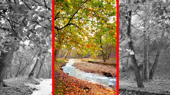 فیلم طبیعت چشم نواز جنگل اسالم