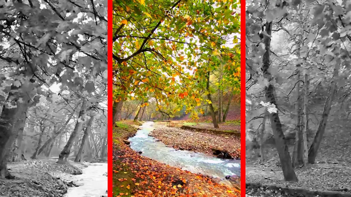 فیلم طبیعت چشم نواز جنگل اسالم