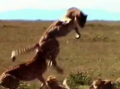 فیلم نبرد های تماشایی گربه سانان