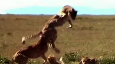 فیلم نبرد های تماشایی گربه سانان