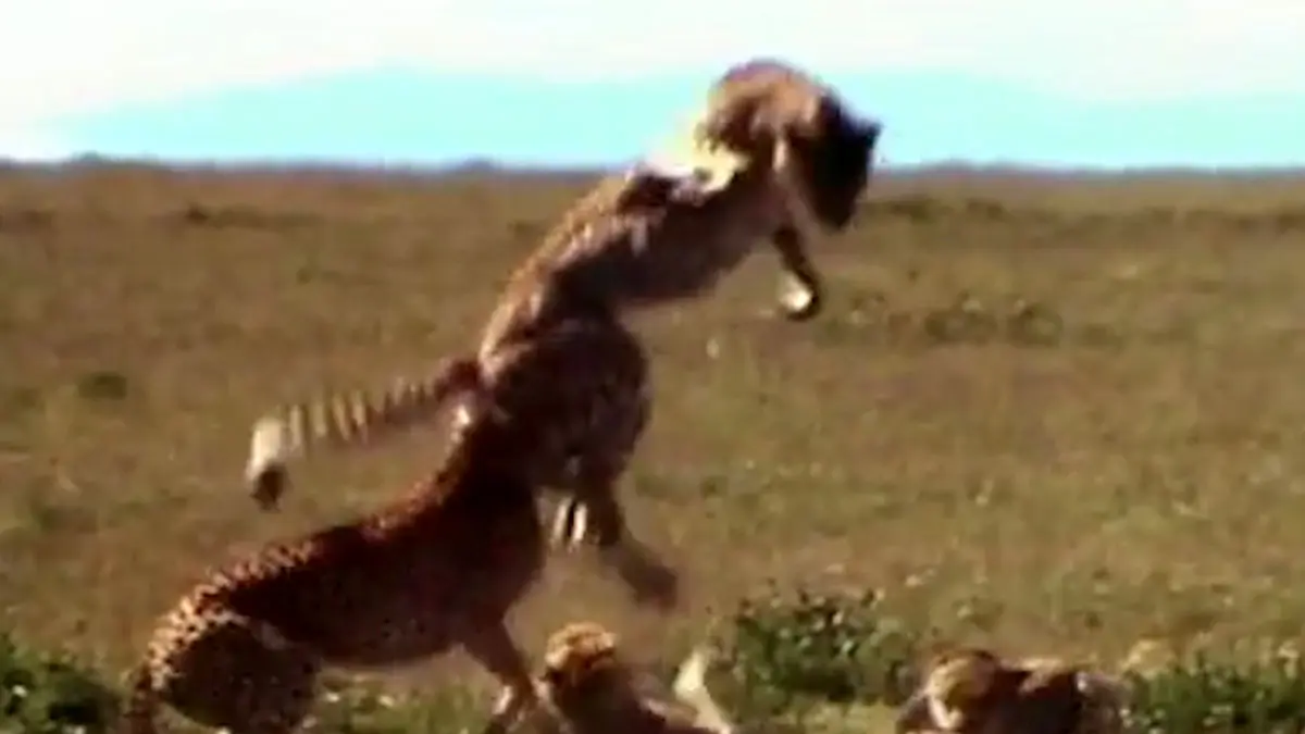 فیلم نبرد های تماشایی گربه سانان