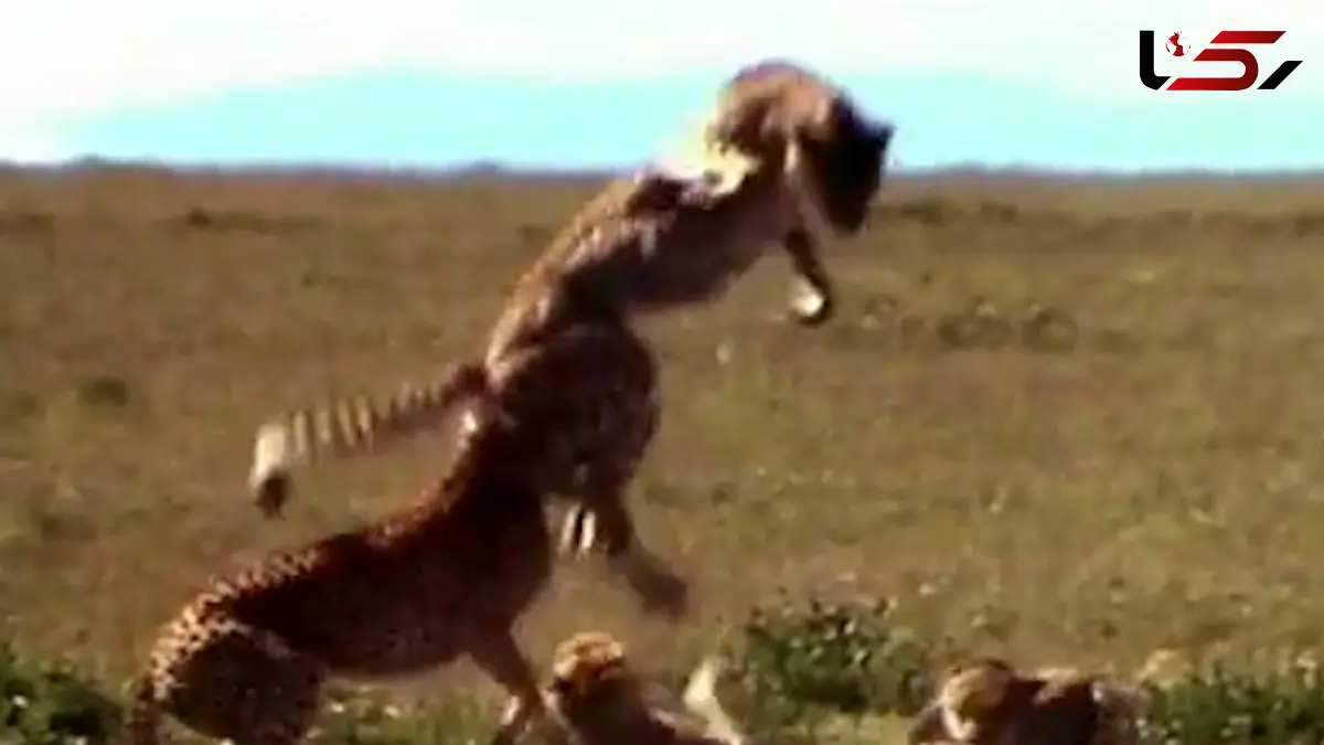 فیلم نبرد های تماشایی گربه سانان