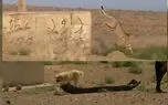 حضور دامداران در زیستگاه یوزپلنگ ایرانی ادامه دارد/ رئیس توران: زور محیط زیست به عشایر نمی رسد + فیلم