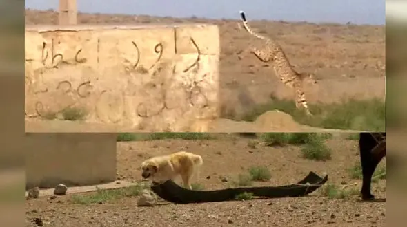 حضور دامداران در زیستگاه یوزپلنگ ایرانی ادامه دارد/ رئیس توران: زور محیط زیست به عشایر نمی رسد + فیلم