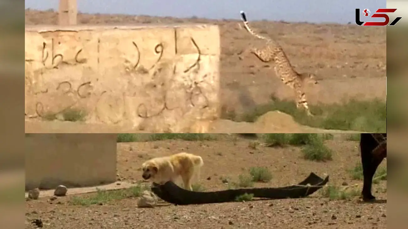 حضور دامداران در زیستگاه یوزپلنگ ایرانی ادامه دارد/ رئیس توران: زور محیط زیست به عشایر نمی رسد + فیلم