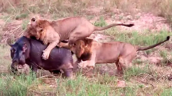 زنده زنده خوردن اسب آبی به دست شیرها + فیلم