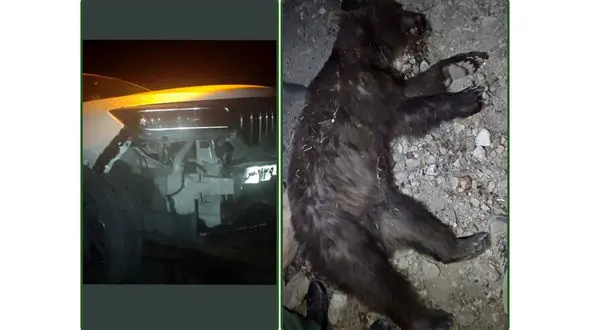 تصادف مرگبار خرس قهوه ای با یک خودروی سواری