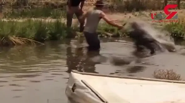 صحنه وحشتناک ترین حمله تمساح به یک مرد! + فیلم