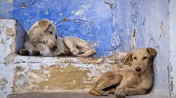 اسیدپاشی به حیوانات ! / مقدمه ای برای خشونت علیه انسان ها