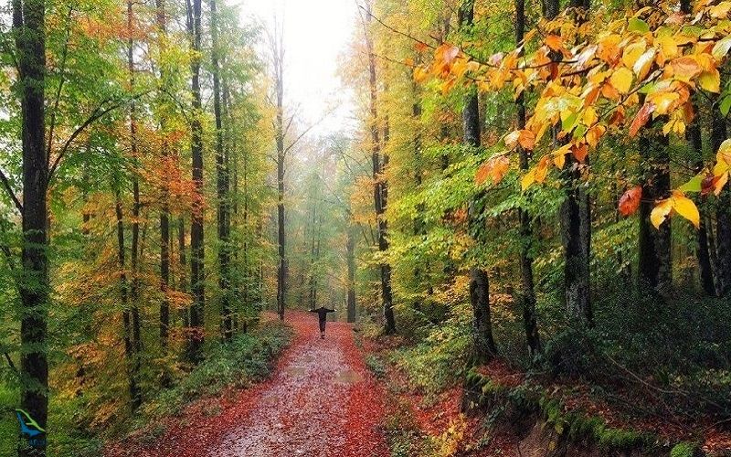 جنگل راش بخشی از جنگل های هیرکانی است