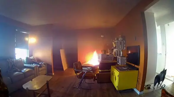 سگ بازیگوش صاحبش را خانه خراب کرد+فیلم