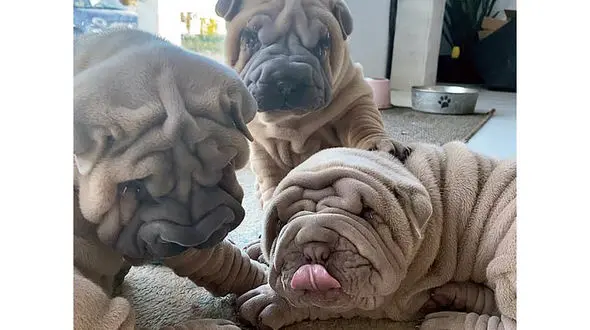 بامزه ترین سگ مخملی دنیا + عکس