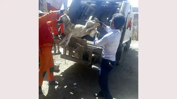 سگ کشی با دستگاه پرس زباله در سلماس چه پشت پرده ای داشت؟! / روابط عمومی شهرداری  توضیح داد