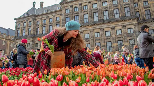 میلیون ها گل لاله در هلند کرونایی شد/ از راه دور از گل ها لذت ببرید