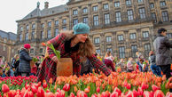 میلیون ها گل لاله در هلند کرونایی شد/ از راه دور از گل ها لذت ببرید