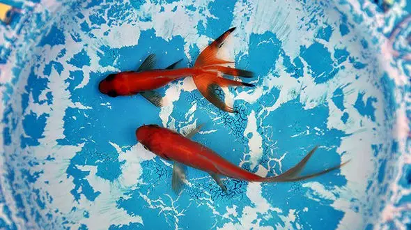 عجیب ترین ماهی که در تاریکی رنگ می بازد+عکس